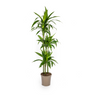 Dracaena Deremensis Lisa