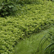 12x Pachysandra term. &