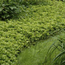 12x Pachysandra term. 'Green Carpet'