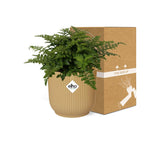 Asplenium Parvati in ELHO Vibes Fold 14cm geel, gezonde plant