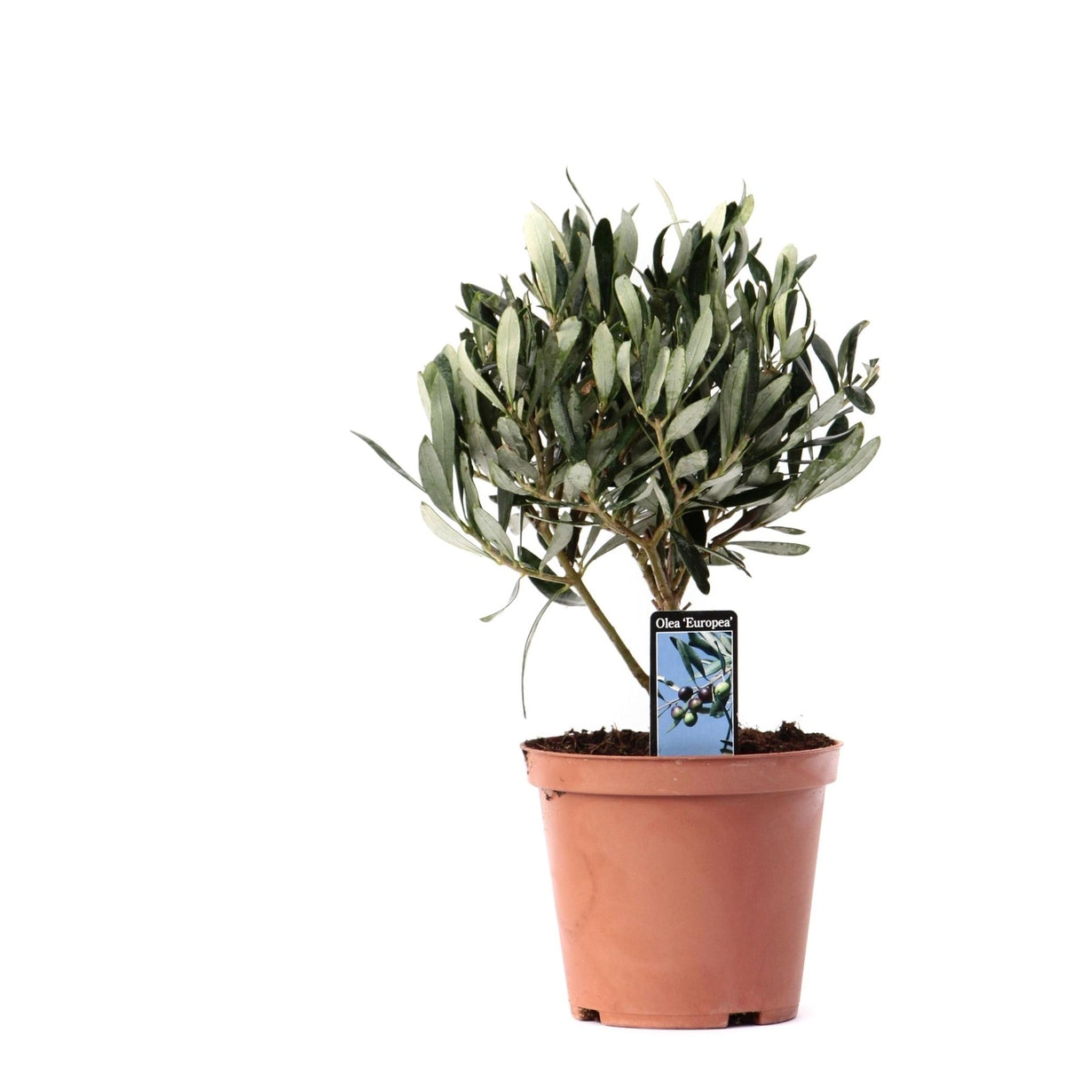Productfoto van Olea Olijf Op Stam