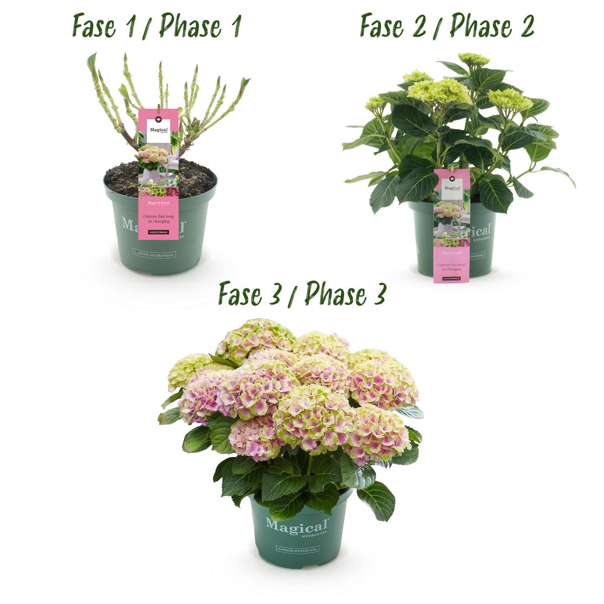Hortensia Hydrangea Magical Jewel Pink, groeiwijze van de plant