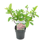 Hydrangea panniculata Pink Diamond, kenmerkend blad