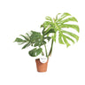 Monstera Thai Constellation