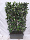 Photinia fraseri 'Carré Rouge' - Kant-en-Klaar Haag - 120 x, detail van het blad