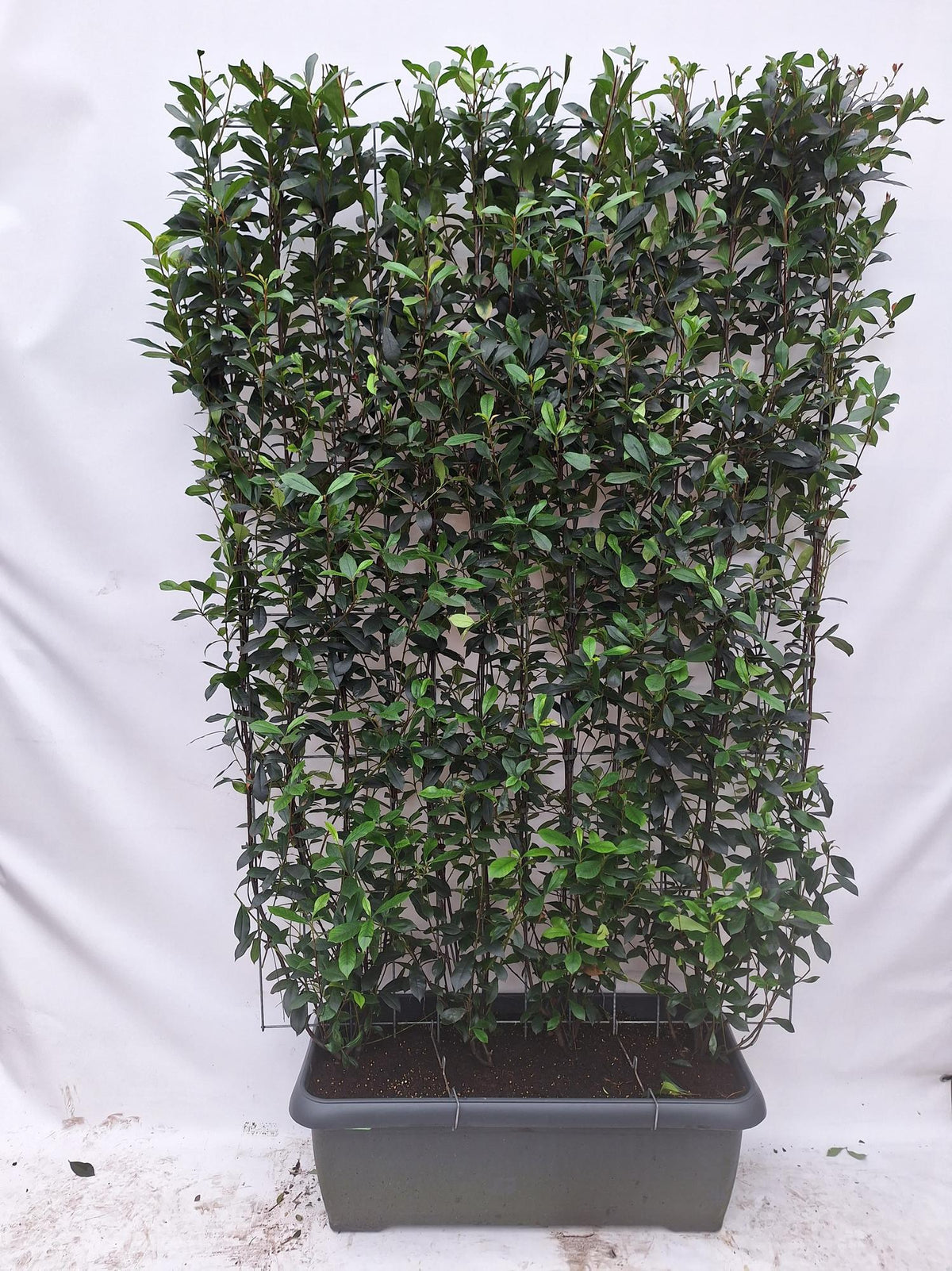 Photinia fraseri 'Carré Rouge' - Kant-en-Klaar Haag - 120 x, detail van het blad