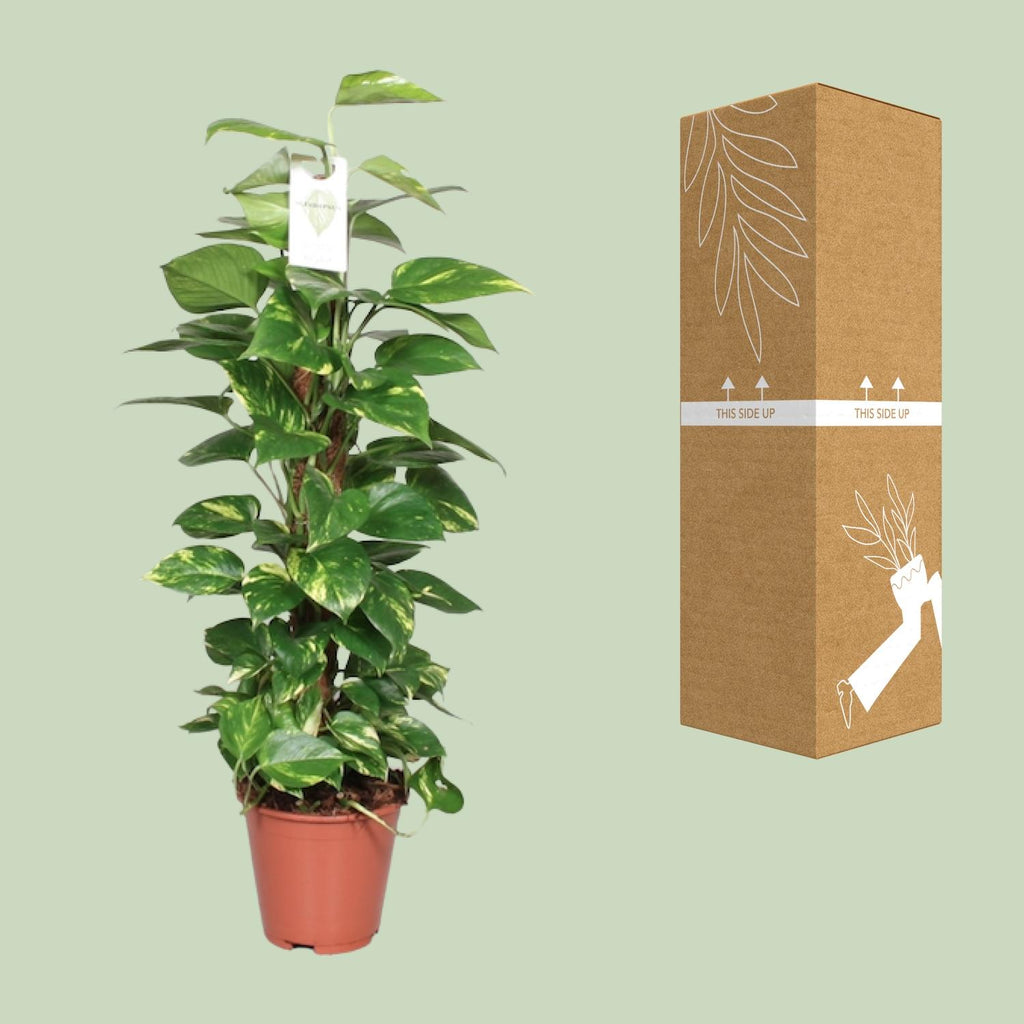 Detailfoto van Epipremnum Pinnatum Mosstok 80cm Scindapsus