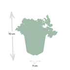 Waldsteinia ternata, kenmerkend blad