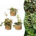 3x Baby Peperomia Mix