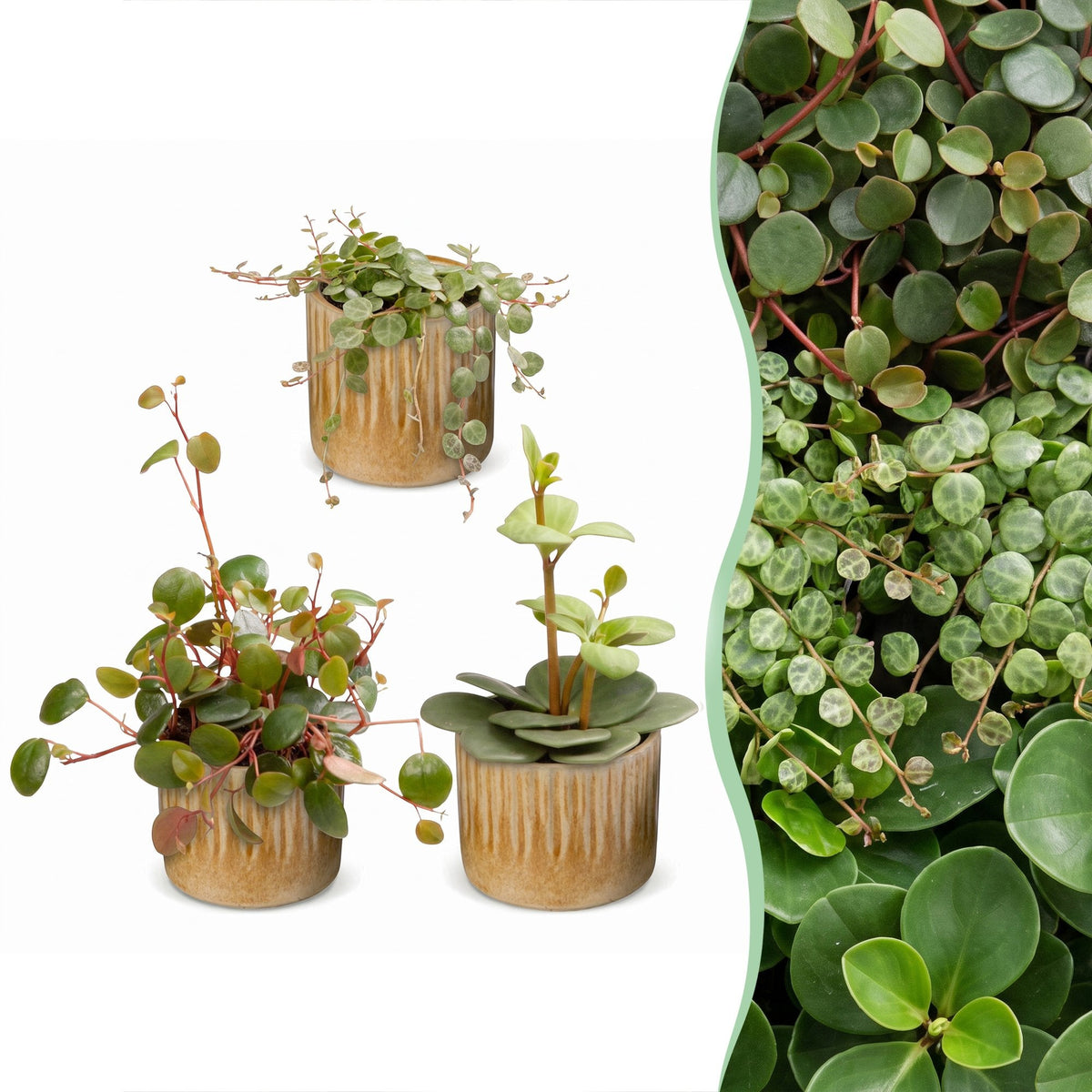 3x Baby Peperomia Mix