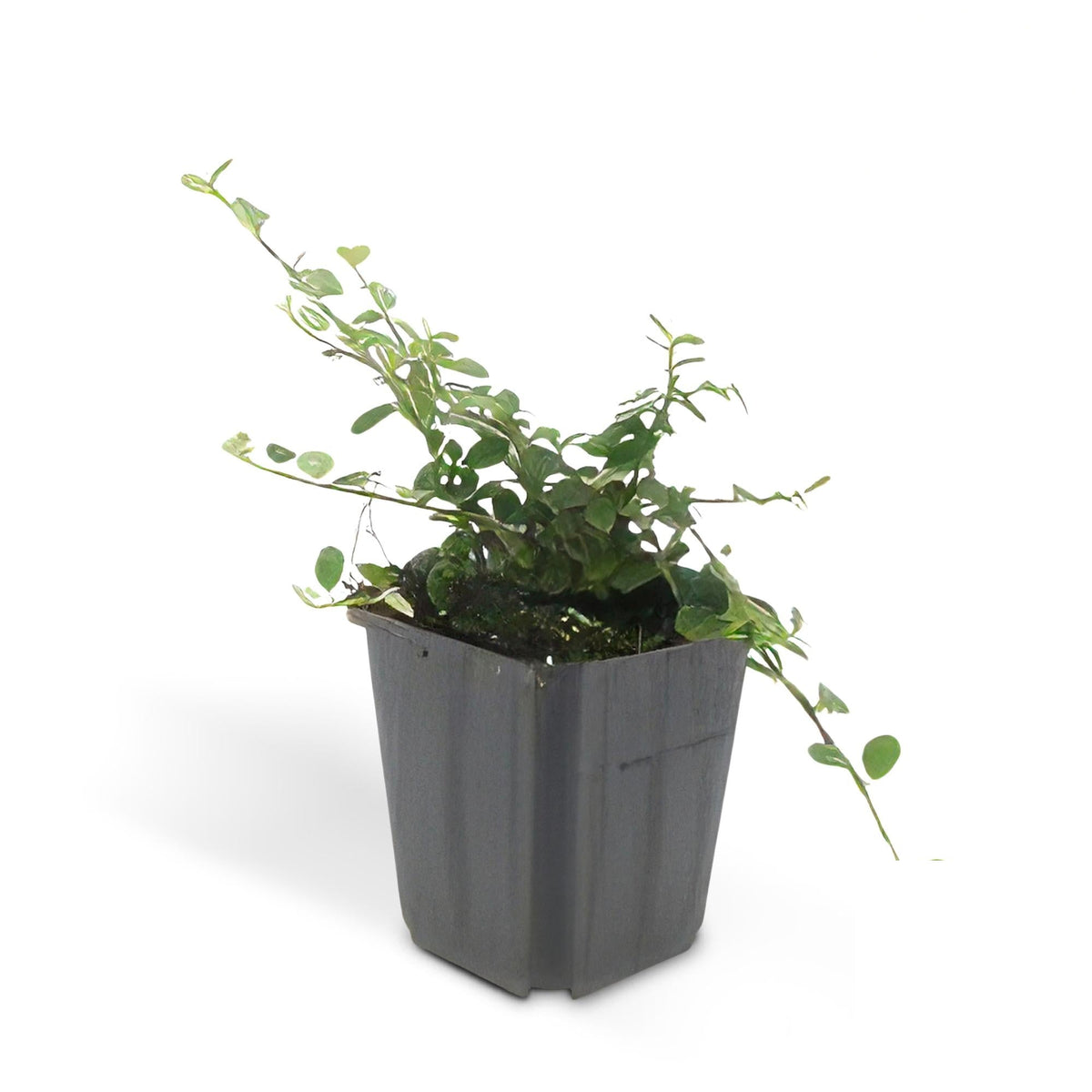 Cotoneaster pr. 'Streib's Findling', kenmerkend blad