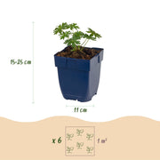 Ooievaarsbek sang. Album