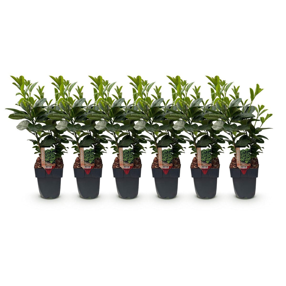 Prunus laurocerasus Etna, plant voor tuin en border