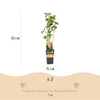 2x Bessenplant Ben Nevis, kenmerkend blad