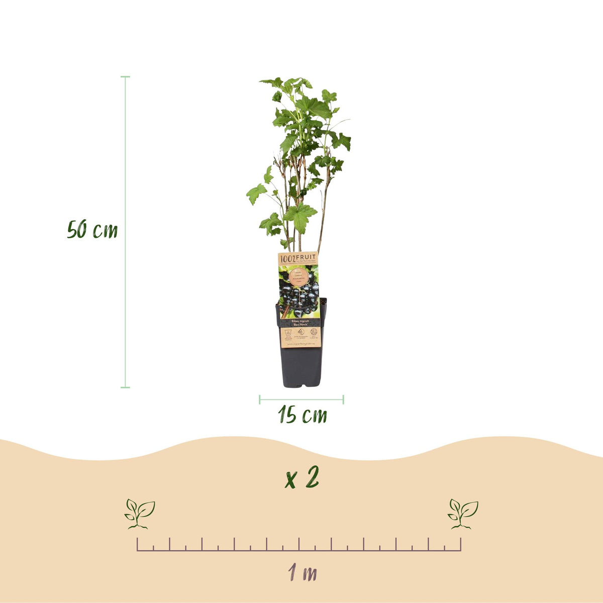 2x Bessenplant Ben Nevis, kenmerkend blad