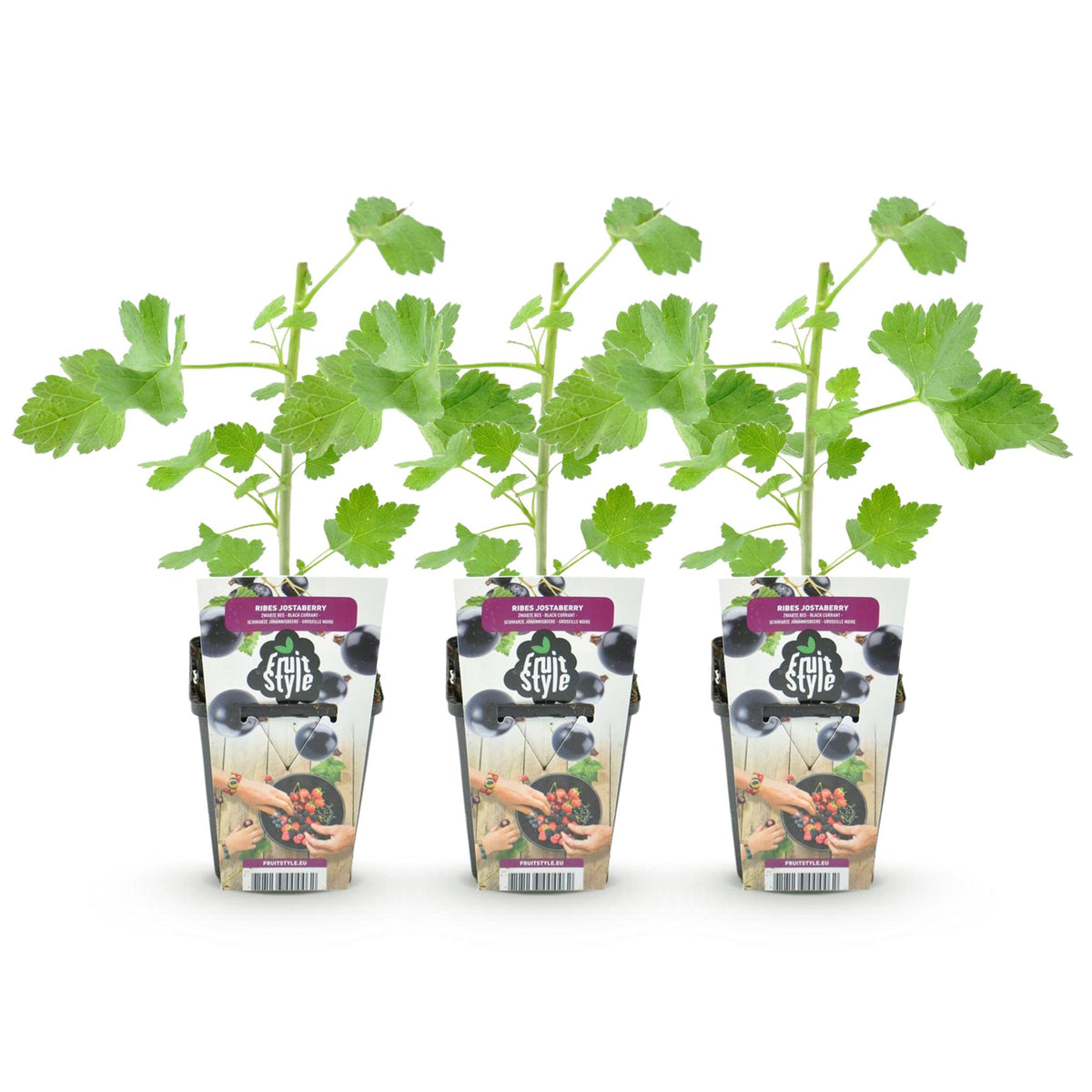 Jostabes Ribes Jostabes, kenmerkend blad