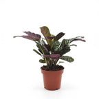 Ctenanthe Burle Marxii - Visgraatplant, kenmerkend blad