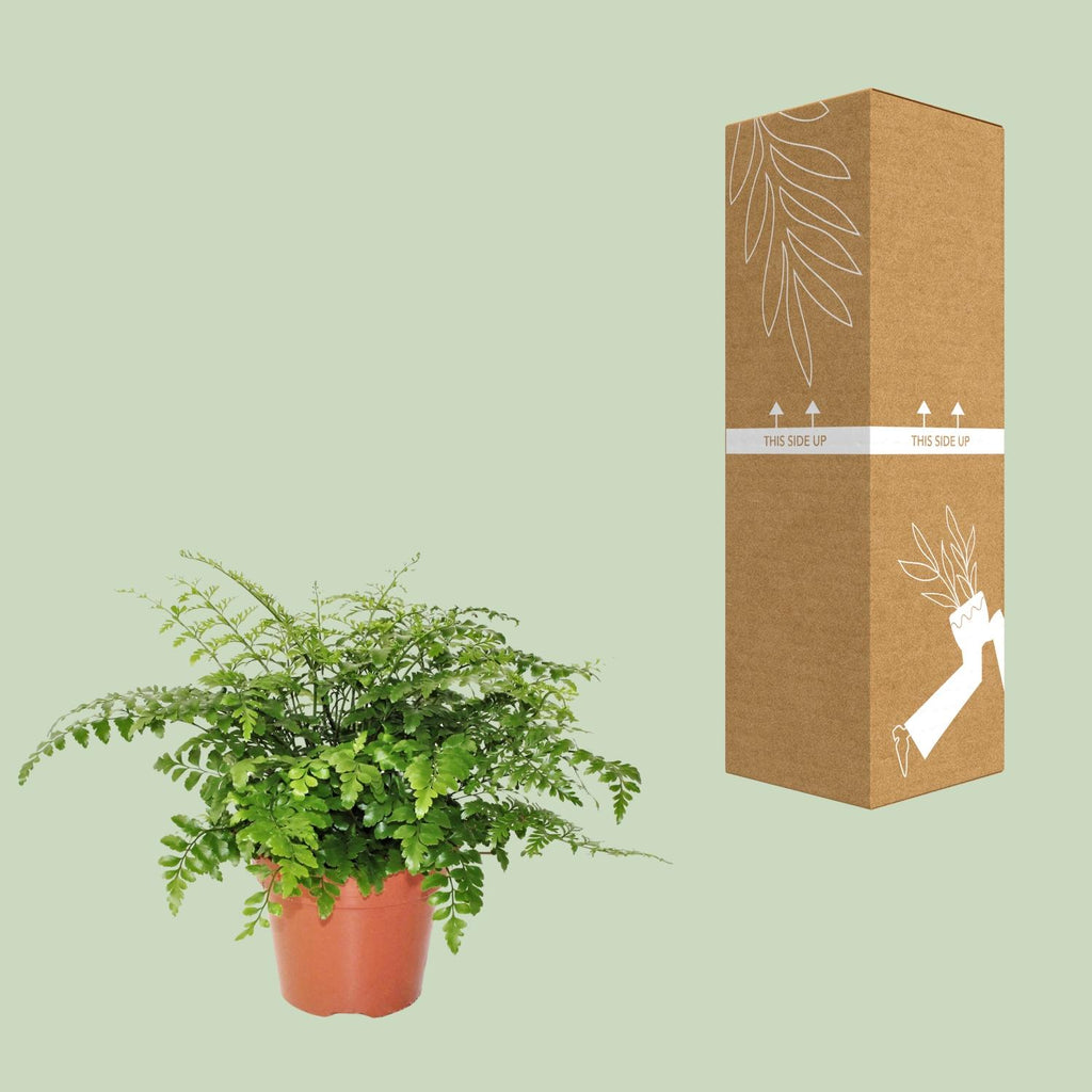 Asplenium Parvati, kenmerkend blad