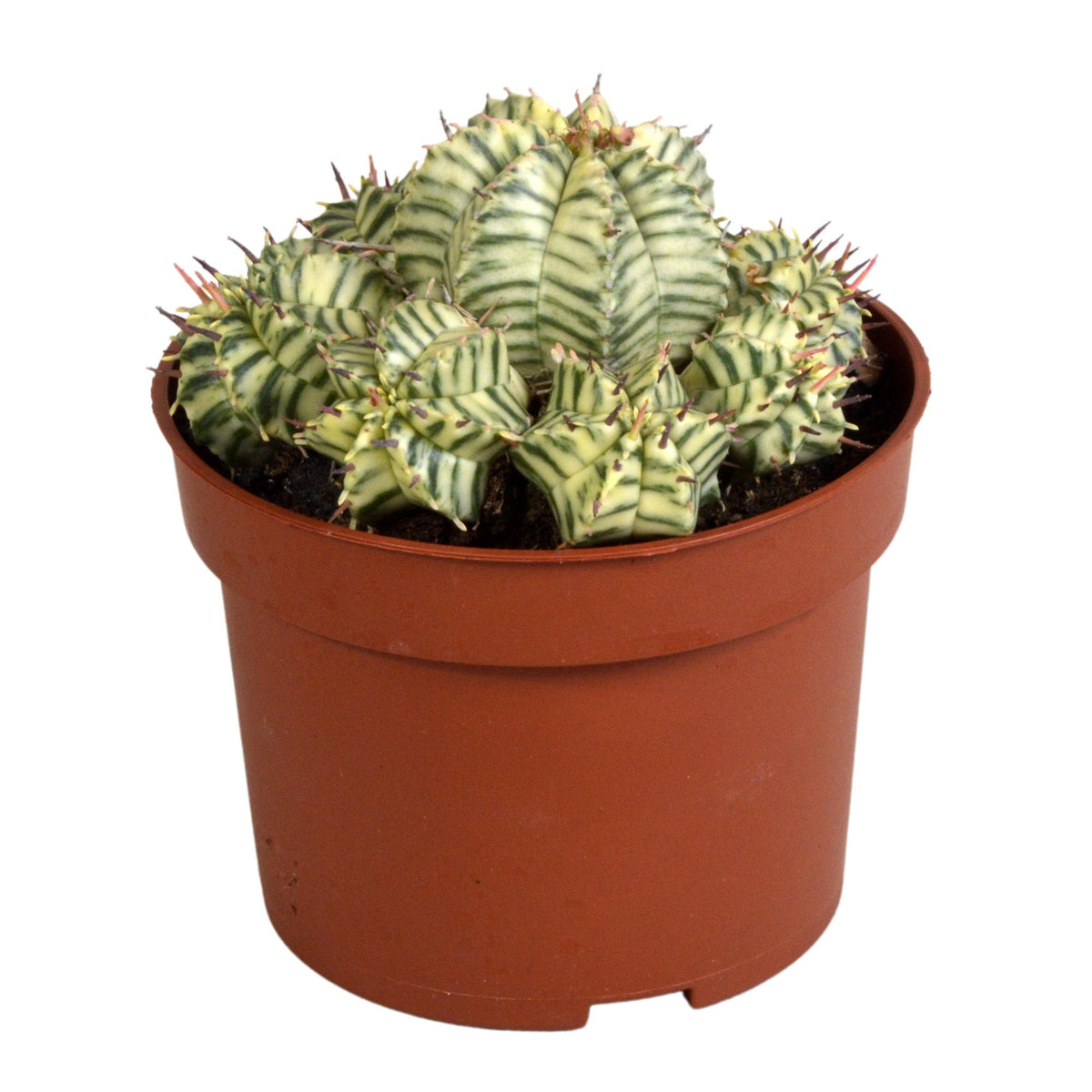 Euphorbia meloformis variegata - clay, plant in pot