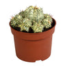 Euphorbia meloformis variegata - clay