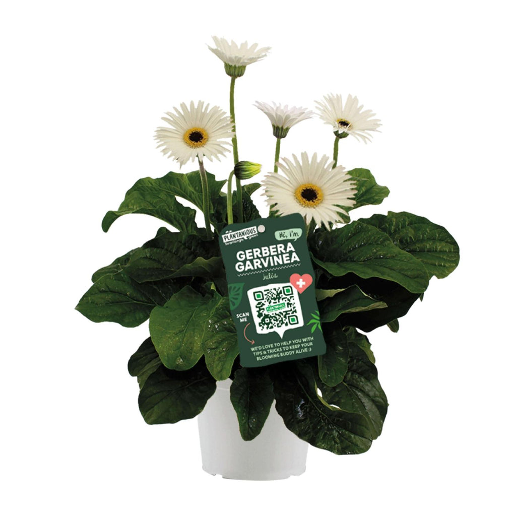 Garvinea Gerbera Wit, detail van het blad