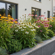 Echinacea Tricolour - Zonnehoed - Geel - Roze - Wit - 12 Planten