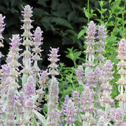 Stachys byzantina &