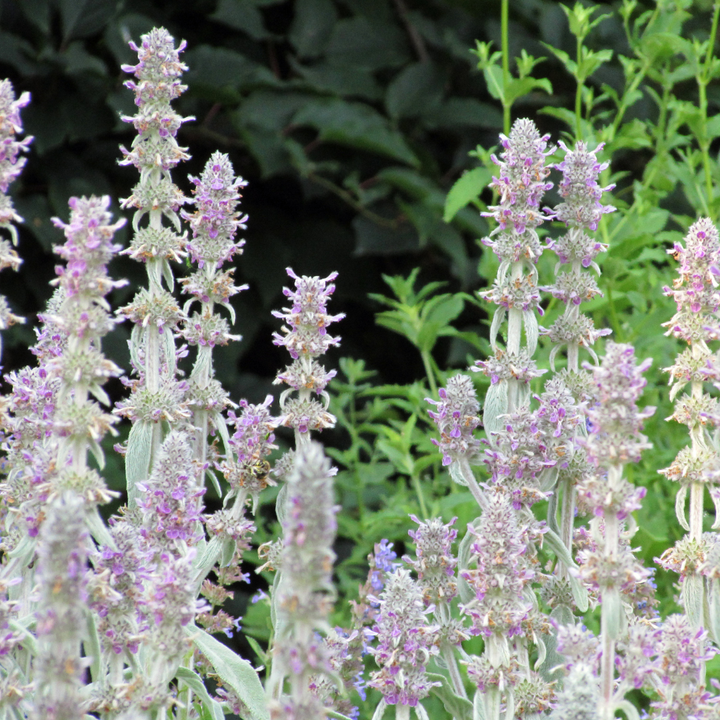 Stachys byzantina &