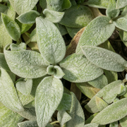 Stachys byzantina &