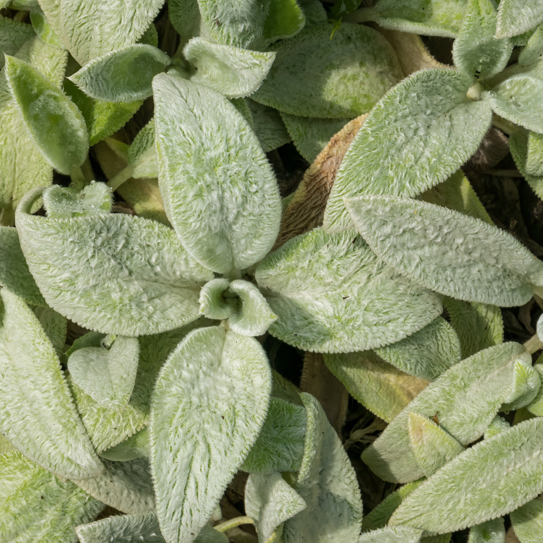 Stachys byzantina 'Silver Carpet', detail van het blad