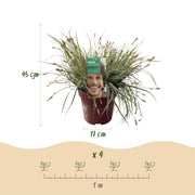 Carex oshimensis Everest - Wit en Groen