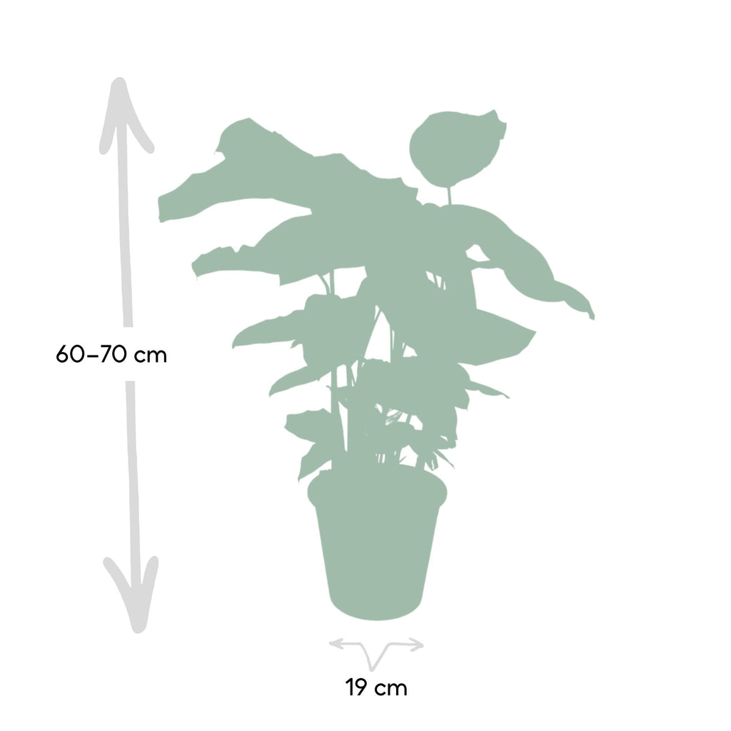 Detailfoto van Calathea Whitestar - Pauwenplant