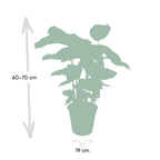 Detailfoto van Calathea Whitestar - Pauwenplant