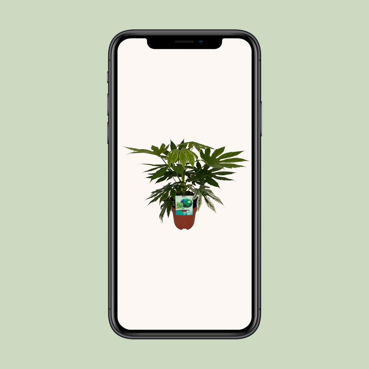 Detailfoto van Fatsia Japonica Variegata