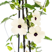 4x Thunbergia Alata Sunny Susy White