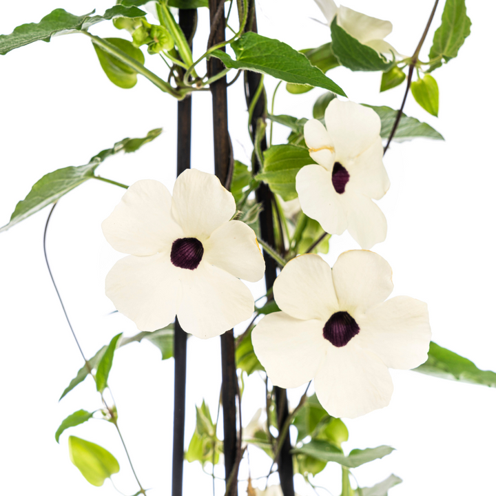 4x Thunbergia Alata Sunny Susy White