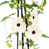 4x Thunbergia Alata Sunny Susy White