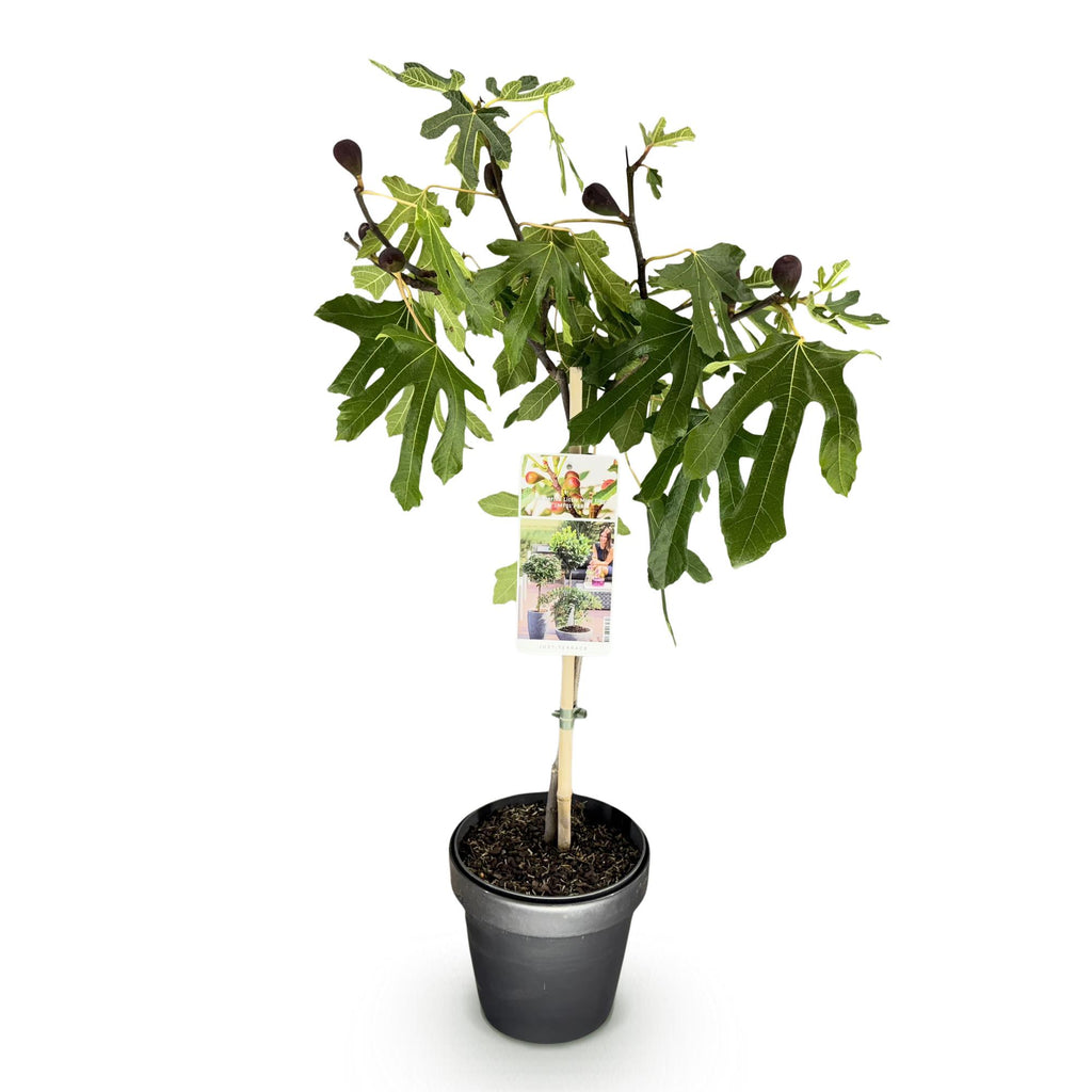 Ficus carica Little Miss Figgy, detail van het blad