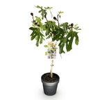 Ficus carica Little Miss Figgy, detail van het blad