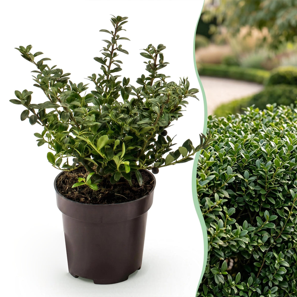 Japanse hulst Stokes, haagplant, plant in pot
