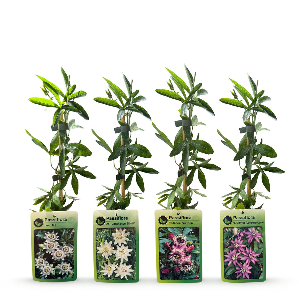 Passiflora rainbow mix, passiebloem in vier kleuren, kenmerkend blad