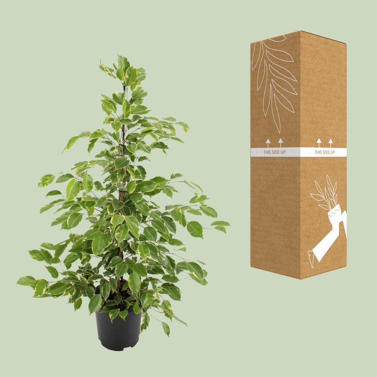 Ficus benjamina Goldenking, kenmerkend blad