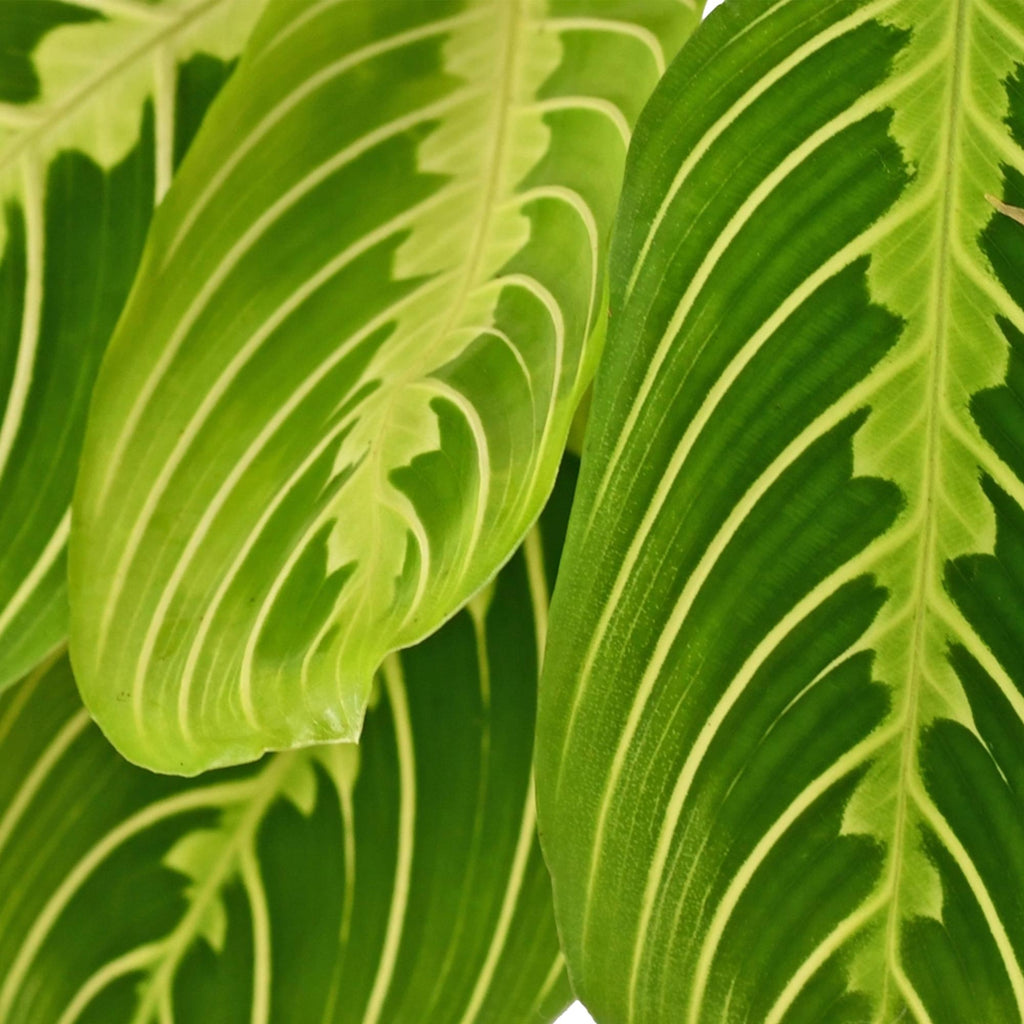 Maranta Fascinator Lemon Lime met mand, plant in kweekpot