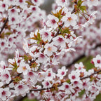 Prunus incisa Koujou, groeiwijze van de plant