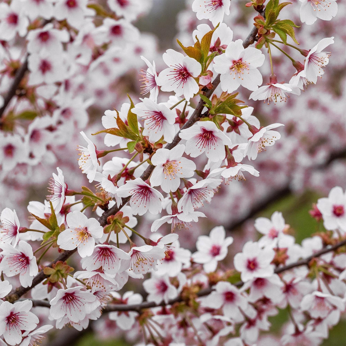 Prunus incisa Koujou, groeiwijze van de plant