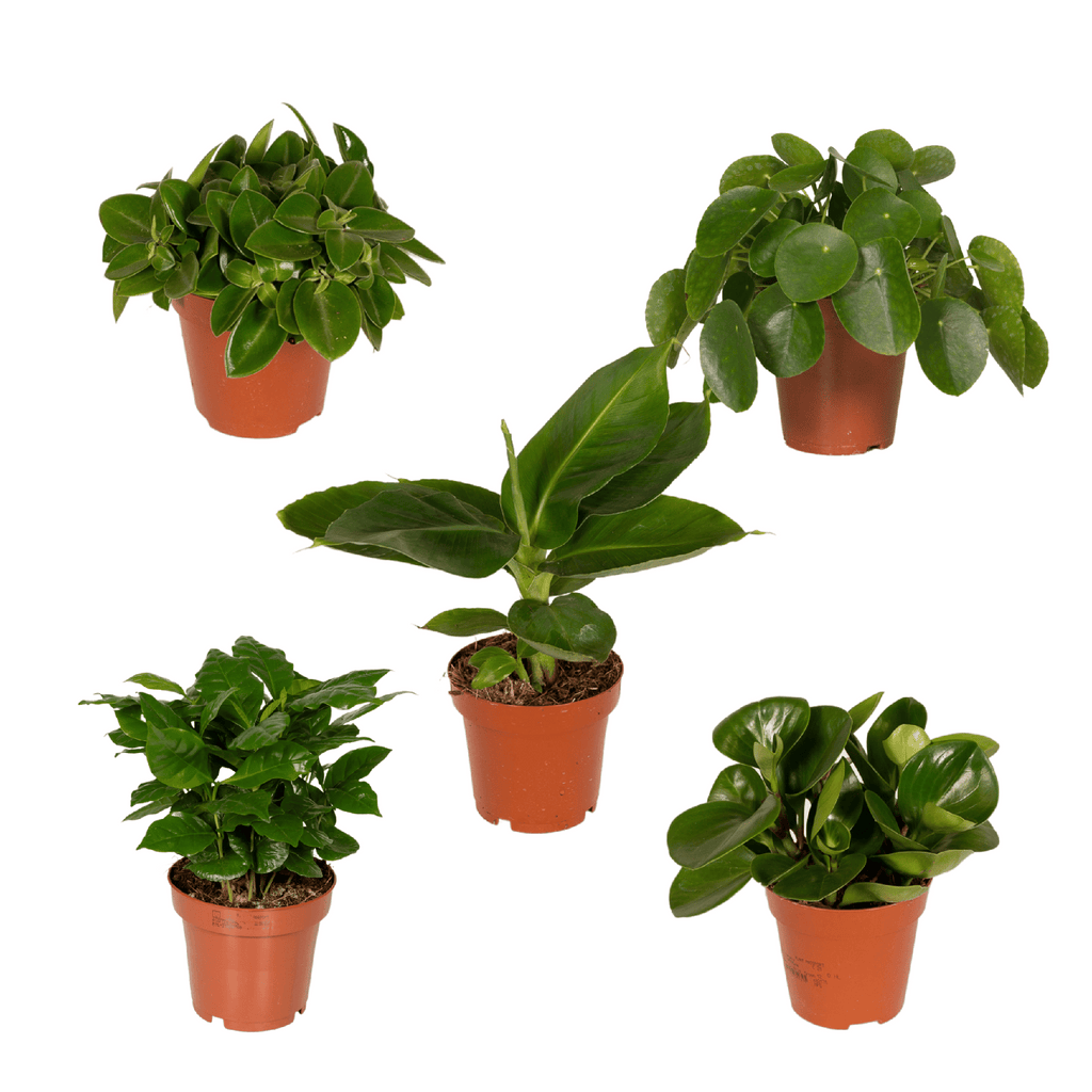 Verrassingsbox kamerplanten