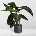 Calathea Warscewiczii - Pauwenplant, gezonde plant