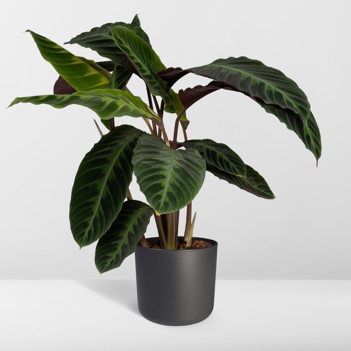 Calathea Warscewiczii - Pauwenplant, gezonde plant