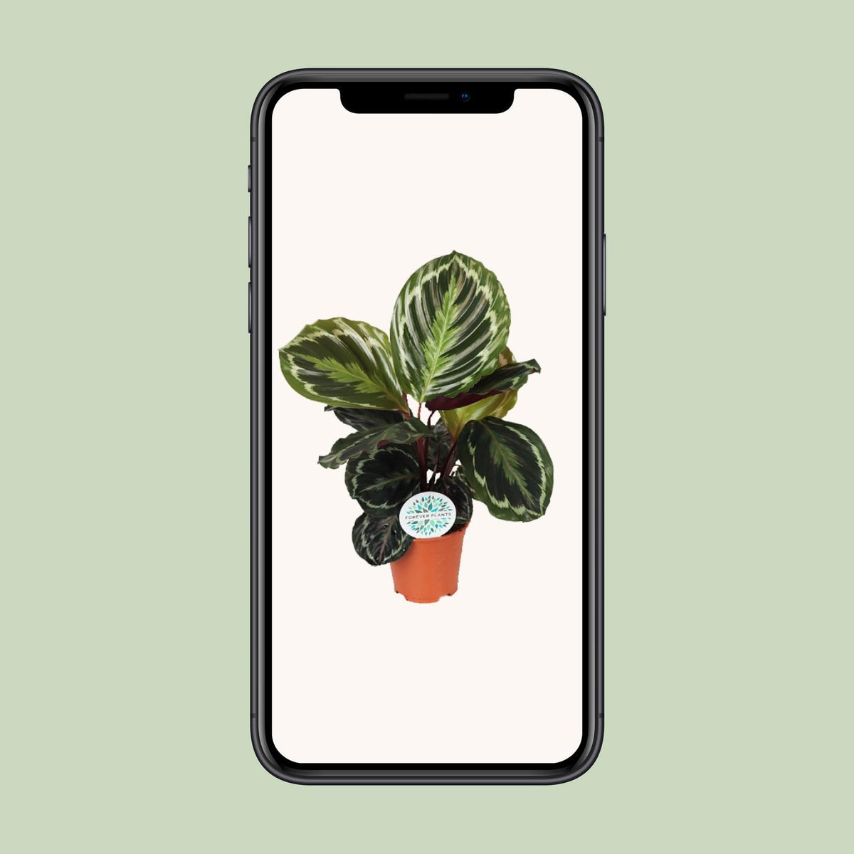 Detailfoto van Calathea Medallion