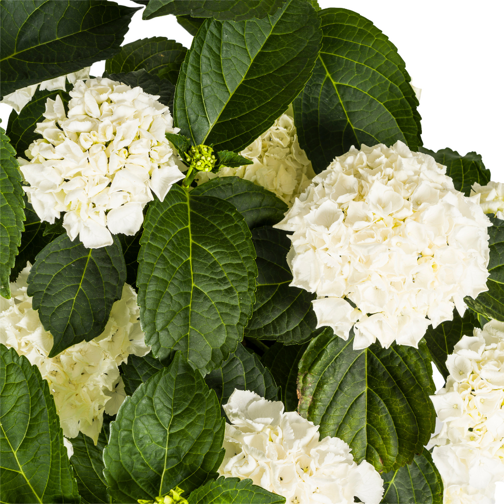 Hydrangea Macrophylla White, kenmerkend blad